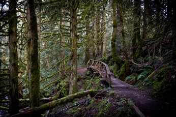 Картинка природа дороги ельник тропа мостик