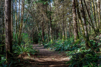 Картинка природа дороги лес тропинка