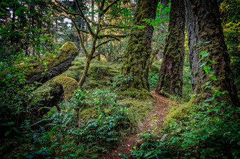 Картинка природа дороги лес тропинка