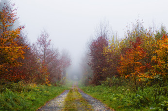 Картинка природа дороги осень деревья листва тракт