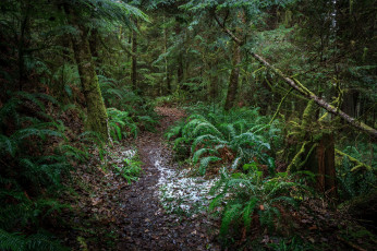 Картинка природа лес чаща тропа