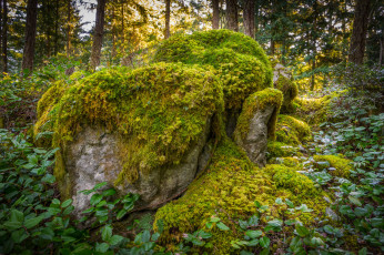 Картинка природа лес валун мох