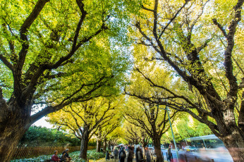 Картинка природа парк деревья