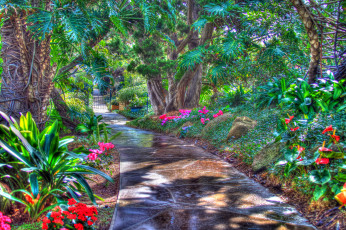 Картинка природа тропики дорога пальмы цветы