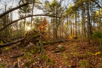 Картинка природа восходы закаты лес свет лучи