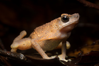 Картинка животные лягушки фон лягушка лист сырость макро