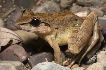 Картинка животные лягушки фон лягушка сырость макро