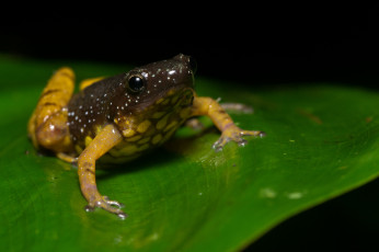 Картинка животные лягушки макро лист сырость фон лягушка