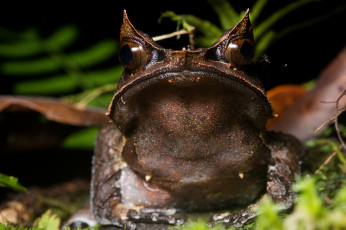 Картинка животные лягушки сырость фон макро лягушка