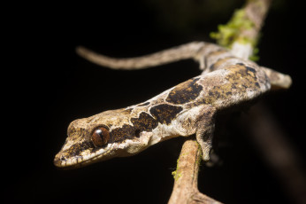 Картинка животные Ящерицы +игуаны +вараны ящерица фон чёрный макро