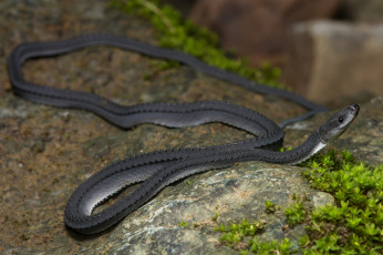 Картинка животные змеи +питоны +кобры чёрная змея