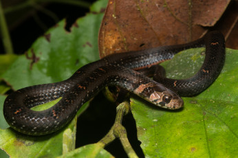 Картинка животные змеи +питоны +кобры змея листья