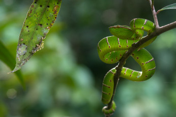 Картинка животные змеи +питоны +кобры змея ветка