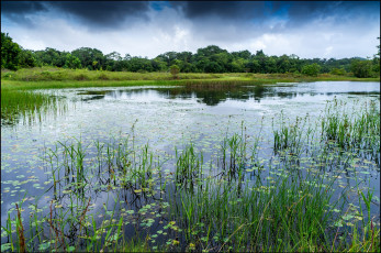 Картинка природа реки озера лес река
