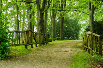 Картинка природа парк деревья аллея дорожка