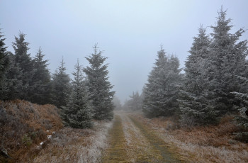 Картинка природа дороги иней дорога ёлки ели