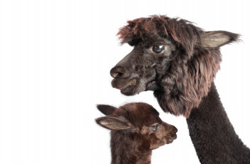 Картинка животные ламы пара фон белый