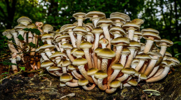 Картинка природа грибы опята