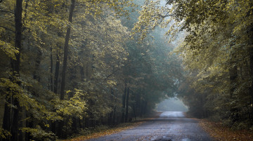 Картинка природа дороги tunnel of gold autumn road wisconsin