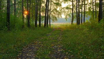 Картинка природа дороги лес тропинка