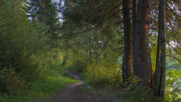 Картинка природа дороги тропинка лес