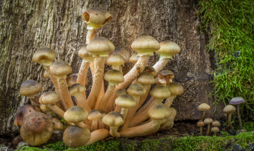 Картинка природа грибы опята