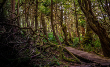 Картинка природа дороги лес помост