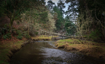 Картинка природа реки озера речка лес