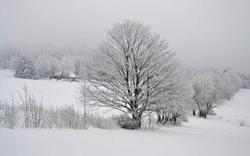 Картинка природа зима лес деревья снег иней