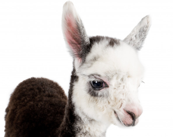 Обои картинки фото животные, ламы, лама, фон