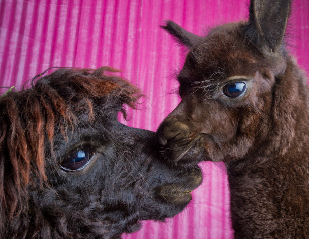 Обои картинки фото животные, ламы, фон, чёрные, пара