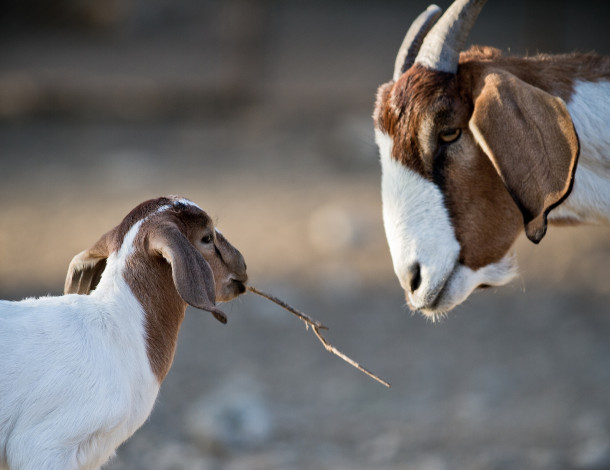 Обои картинки фото животные, козы, козлёнок, коза, двое