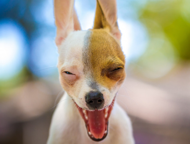 Обои картинки фото животные, собаки, малыш, щенок