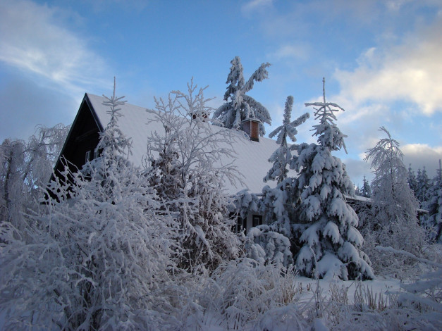 Обои картинки фото природа, зима, деревья, снег