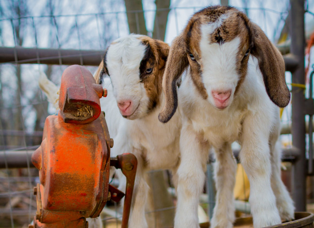 Обои картинки фото животные, козы, козлята, бочка