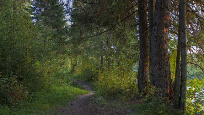 Обои картинки фото природа, дороги, тропинка, лес