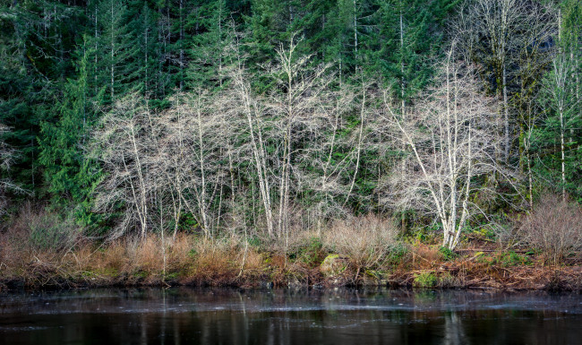 Обои картинки фото природа, реки, озера, лес, река