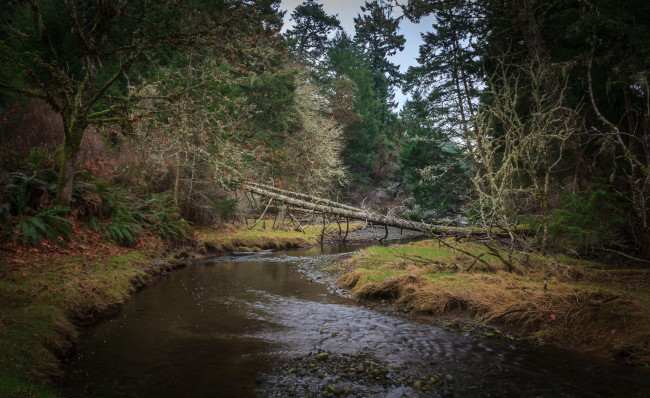 Обои картинки фото природа, реки, озера, речка, лес