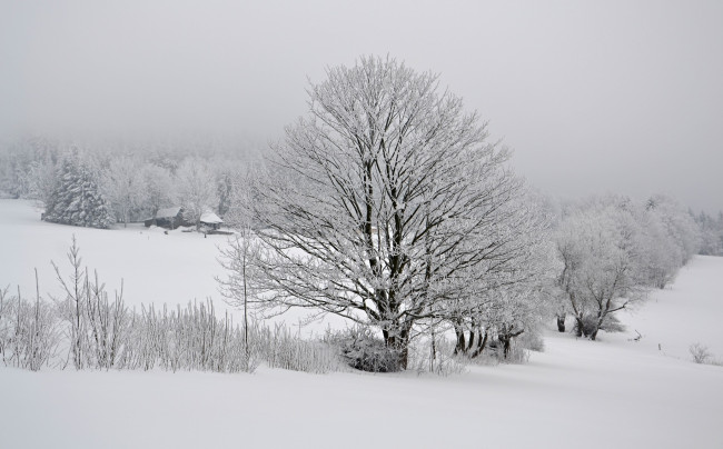 Обои картинки фото природа, зима, лес, деревья, снег, иней