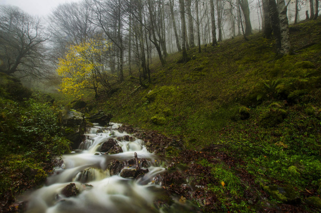 Обои картинки фото природа, реки, озера, лес, река