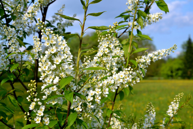 Обои картинки фото цветы, цветущие деревья ,  кустарники, цветение, белые, весна, куст, мелкие