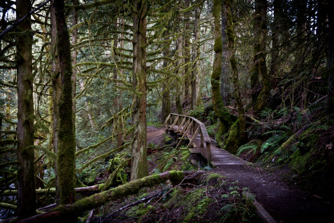 Обои картинки фото природа, дороги, ельник, тропа, мостик