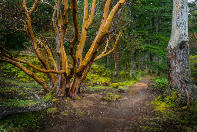 Обои картинки фото природа, дороги, лес, тропа