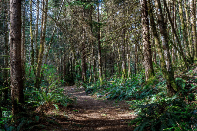 Обои картинки фото природа, дороги, лес, тропинка