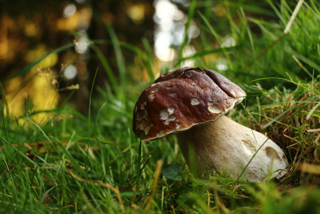 Обои картинки фото природа, грибы, боровик