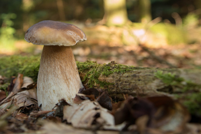 Обои картинки фото природа, грибы, боровик