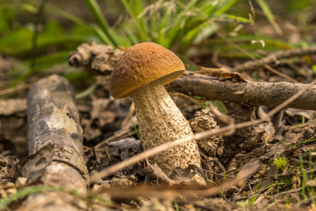 Обои картинки фото природа, грибы, подберезовик