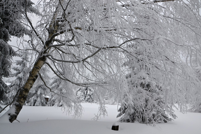 Обои картинки фото природа, зима, лес, деревья, снег, иней