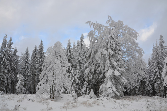 Обои картинки фото природа, зима, лес, деревья, снег, иней