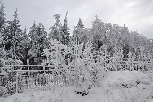 Обои картинки фото природа, зима, лес, деревья, снег, иней